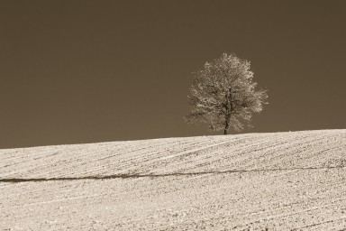 Arbres et forêts