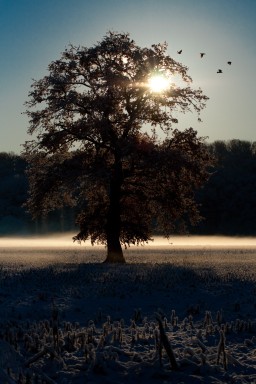 Arbres et forêts