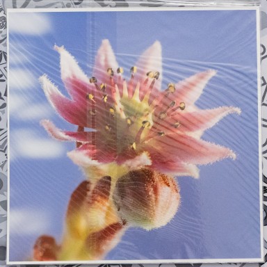 Joubarbe des montagnes 2025-01-07-045.jpg