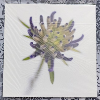 Raiponce 2025-01-07-046.jpg