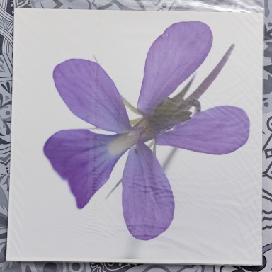 Violette hérissée 2025-01-07-050.jpg