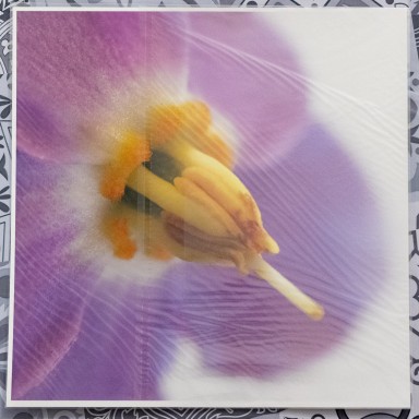 Ramonde des Pyrénées 2025-01-07-052.jpg