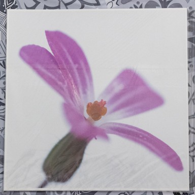 Géranium herbe à Robert 2025-01-07-053.jpg