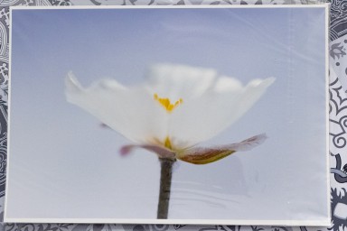 Renoncule des Pyrénées 2025-01-07-055.jpg