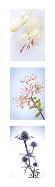 Marque-page-fleurs-recto.jpg