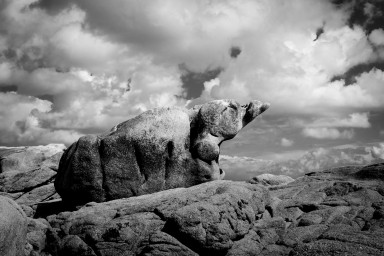 Pachyderme 2026-08-30-011.jpg