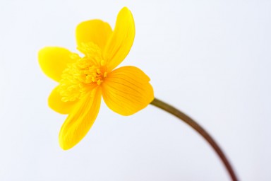 Populage des marais 2013-04-23-015.jpg