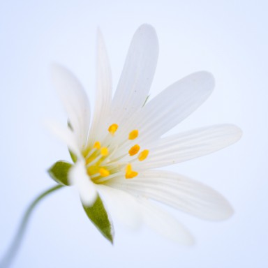 Stellaire holostée (Stellaria holostea) 2013-04-23-042.jpg
