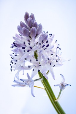 Scille fausse jacinthe (Scilla liliohyacinthus) 2013-04-23-114.jpg