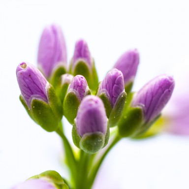 Cardamine des prés (Cardamine pratensis) 2013-04-26-010.jpg