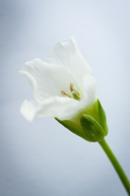 2013-04-28-098.jpg 2013-04-28-098.jpg