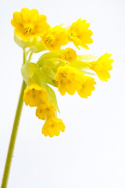 Primevère élevée (Primula eliator) 2013-04-28-117.jpg