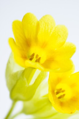 Primevère élevée (Primula eliator) 2013-04-28-140.jpg