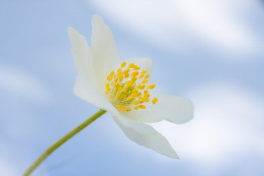 Anémone des bois (Anemone nemorosa trifolia) 2013-05-06-081.jpg