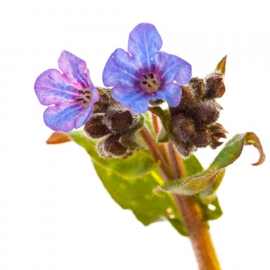 Pulmonaria saccharata 2013-05-06-107.jpg