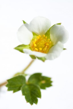 Fraisier (Fragaria vesca) 2013-05-06-141.jpg