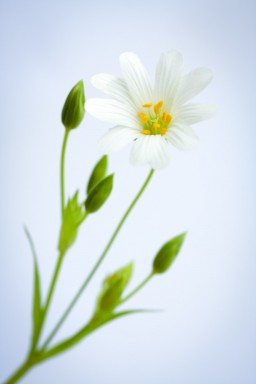 Stellaire holostée (Stellaria holostea) 2013-05-13-001.jpg