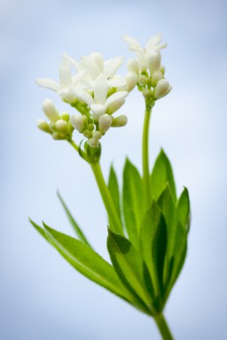 Aspérule odorante (Galium odoratum) 2013-05-13-010.jpg