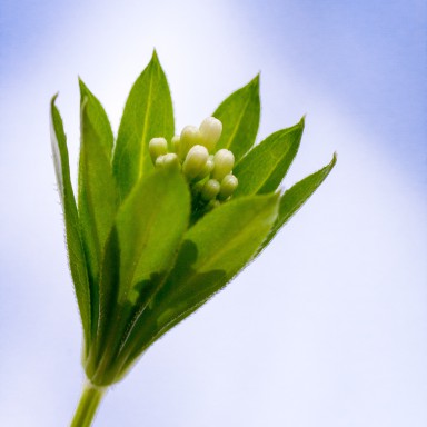 Aspérule odorante (Galium odoratum) 2013-05-13-018.jpg