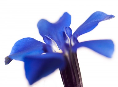 Gentiane printanière (Gentiana verna) 2013-05-26-034.jpg