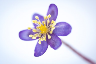 Hépatique (Hepatica nobilis) 2013-05-26-060.jpg