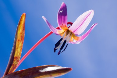 Erythronium dens-canis 2013-05-26-096.jpg