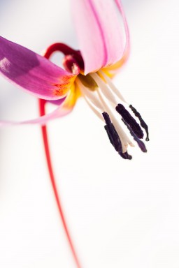 Erythronium dens-canis 2013-05-26-125.jpg