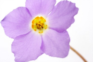 Ramonde des Pyrénées (Ramonda myconi) 2013-06-25-028.jpg