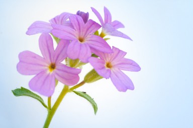 Primula latifolia 2013-07-02-006.jpg