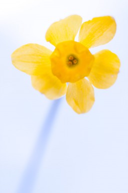 Narcissus requienii 2013-07-02-010.jpg