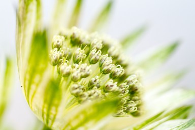 Fleurs pyrénéennes