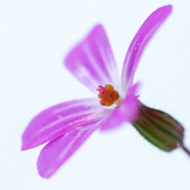 Géranium herbe-à-Robert (Geranium robertianum) 2013-07-11-020.jpg