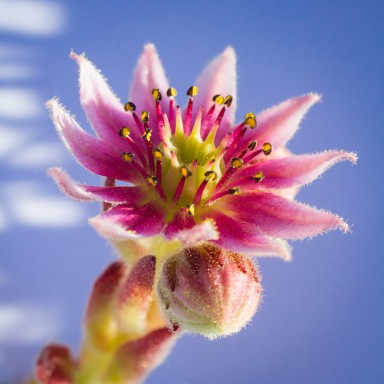 Joubarbe des montagnes (Sempervivum montanum ) 2013-07-12-004.jpg