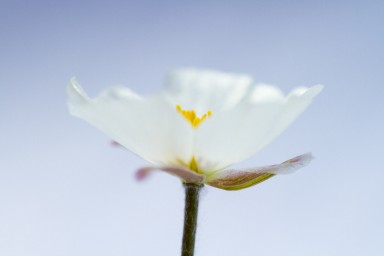 Renoncule des Pyrénées (Ranunculus pyrenaeus) 2013-07-12-071.jpg