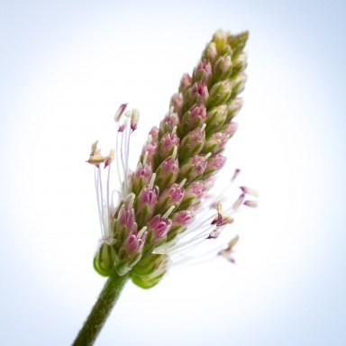Fleurs pyrénéennes
