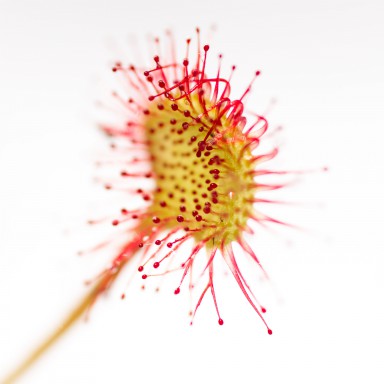 Feuille de drosera rotundfolia 2013-07-19-020.jpg