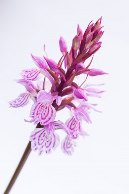 Orchis 2013-07-19-034.jpg