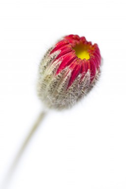 Erigeron uniflorus 2013-07-19-050.jpg