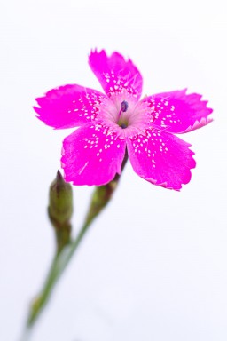 Oeillet à delta (Dianthus deltoides) 2013-07-19-053.jpg