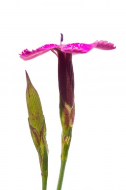 Oeillet à delta (Dianthus deltoides) 2013-07-19-055.jpg