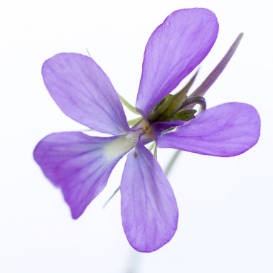 Violette hérissée (Viola hirta) 2013-07-19-066.jpg