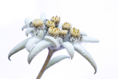 Edelweiss (Leontopodium alpinum) 2013-08-16-017.jpg