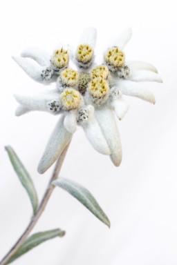 Edelweiss ( Leontopodium alpinum ) 2013-08-16-020.jpg