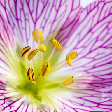 Geranium pyrenaicum 2013-08-16-146.jpg
