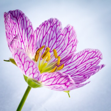 Fleurs pyrénéennes