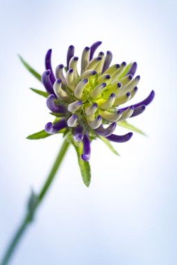 Raiponce (Phyteuma orbiculare) 2013-08-16-154.jpg