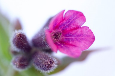 Pulmonaria saccharata 2014-04-14-001.jpg