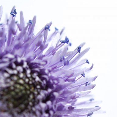 Globularia nudicaulis 2014-05-16-018.jpg
