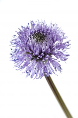 Globularia nudicaulis 2014-05-16-019.jpg