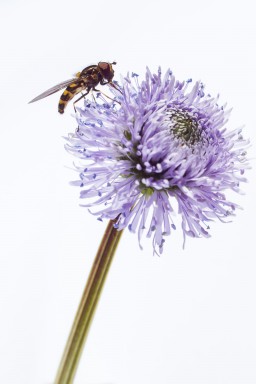 Globularia nudicaulis 2014-05-16-021.jpg